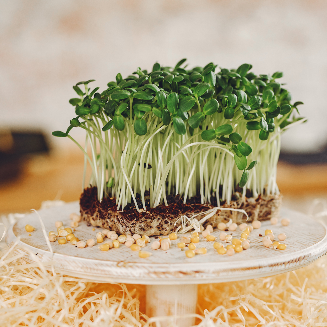 Men’s Health Microgreens Kit – Boost Strength, Vitality & Performance Naturally. 3 Months Supply