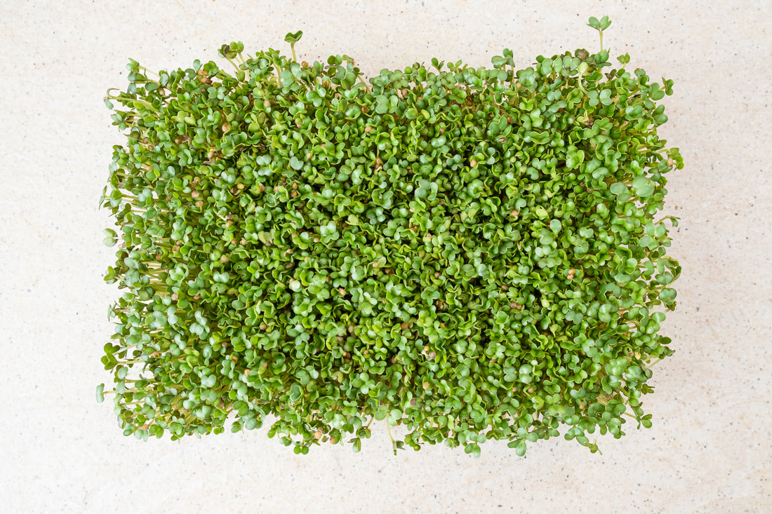 Detox & Gut Health Microgreens Kit – Cleanse, De-Bloat & Reset Naturally. 3 Months Supply
